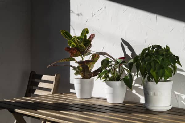 Terrace decorated with plants