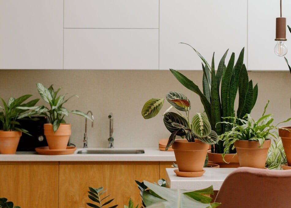 Kitchen full of natural plants